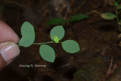 Sauropus quadrangularis